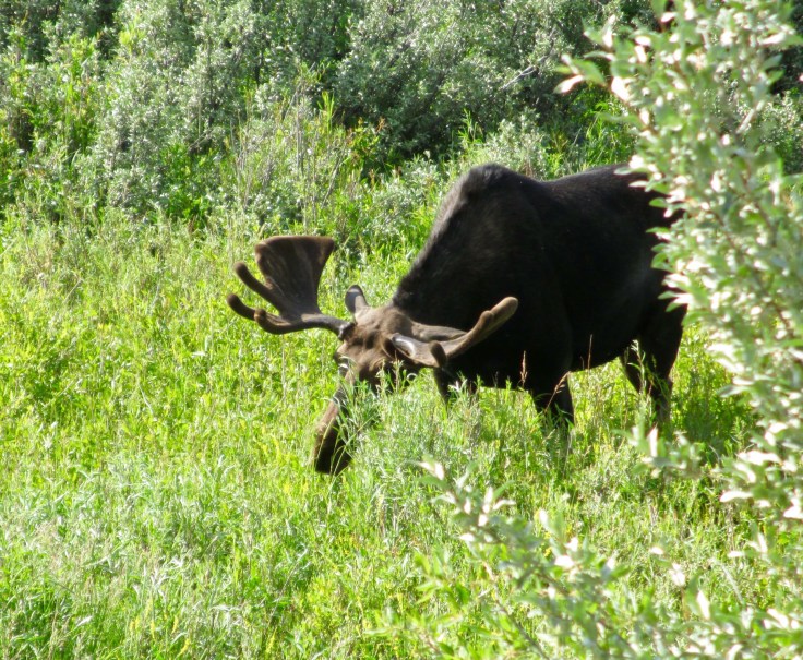 yellowstone and jackson,wy 7-3 to 9-12 337